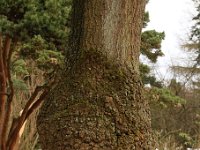 Quercus phellos 2015 02 07 3181